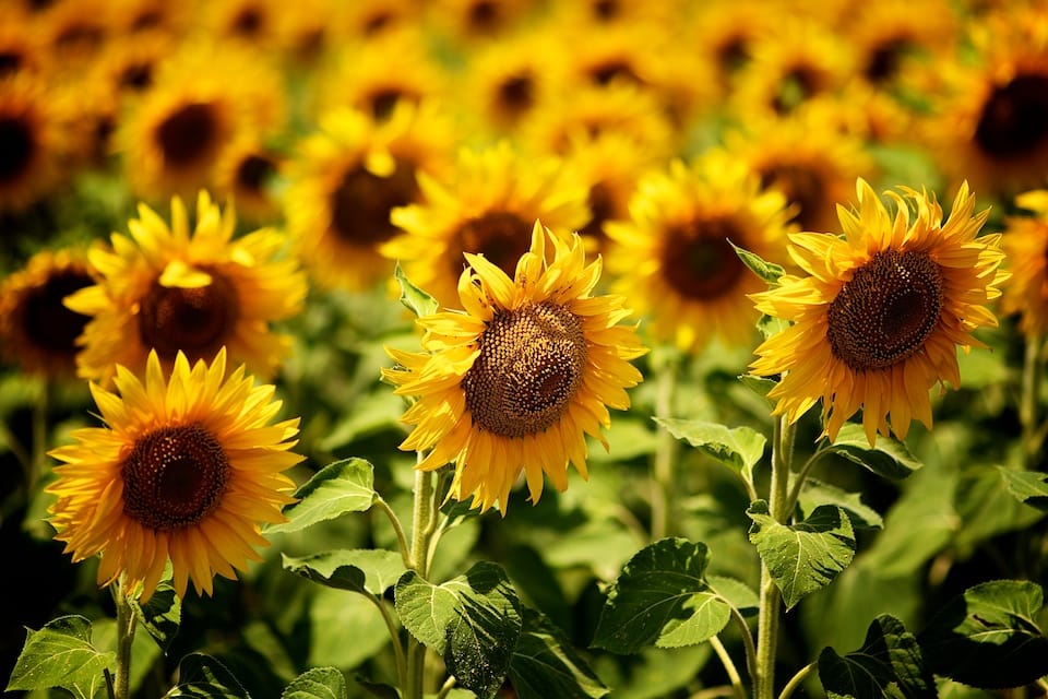 Sunflowers