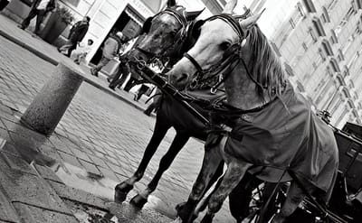 Улиците на Виена