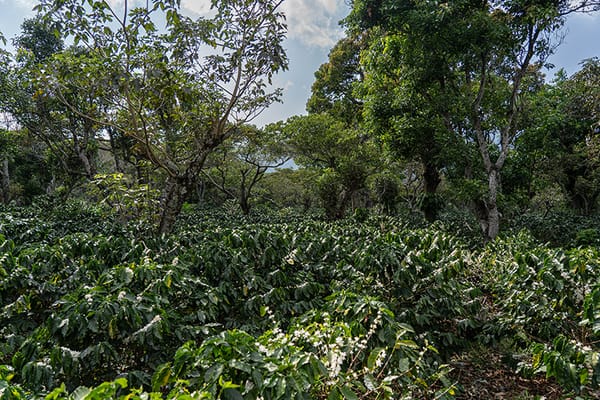 Панорамен изглед към една от кафеените плантации на Андрес Салаверия в Ел Салвадор